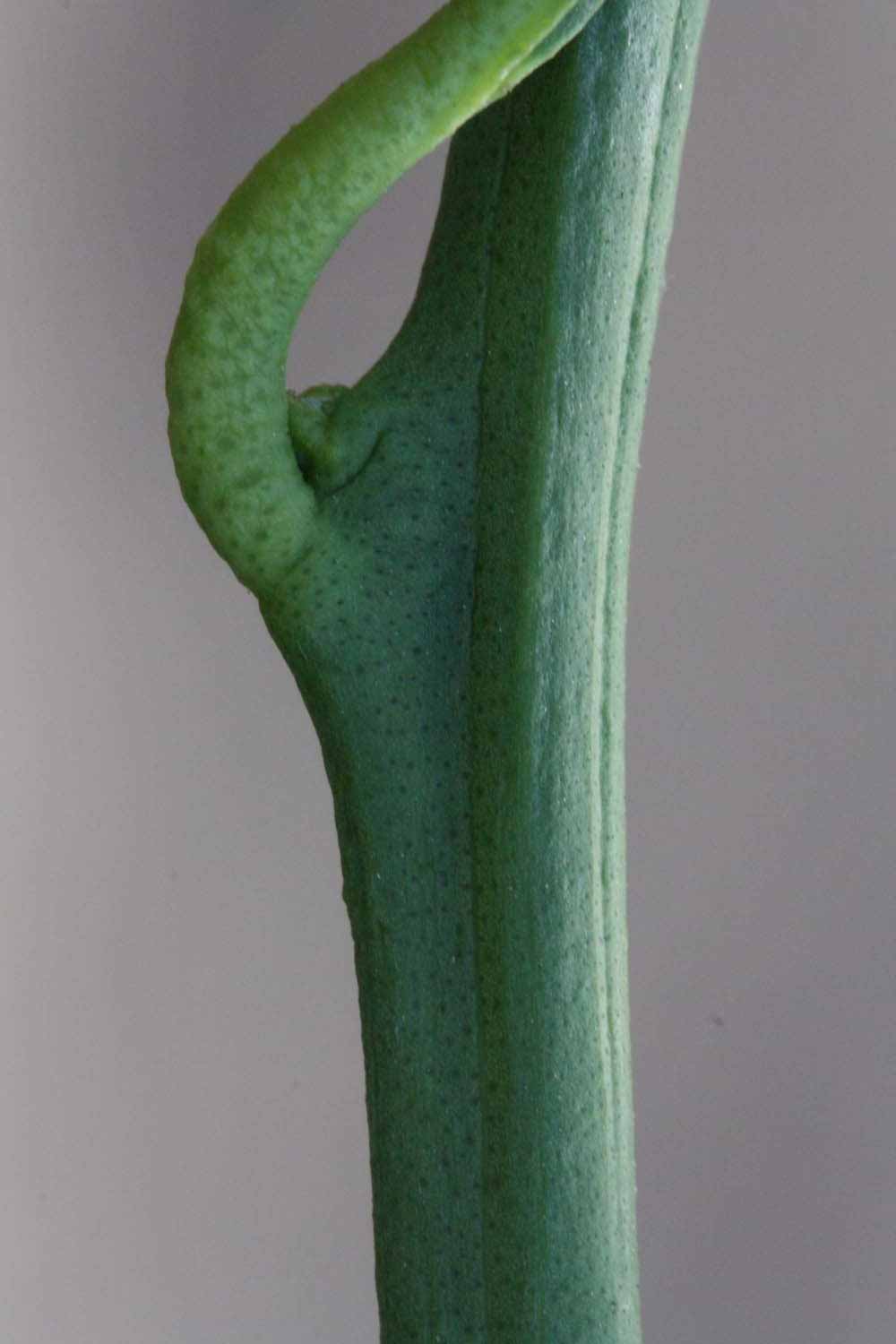              First year twig (Boukhobza, Riverside, CA)       